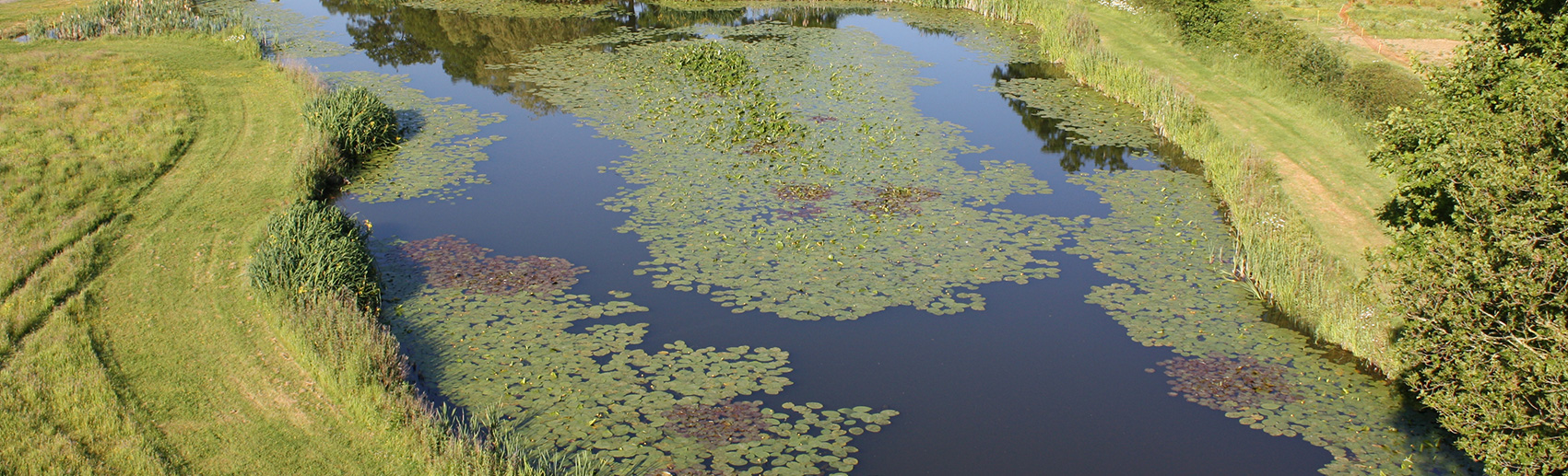 copse meadow fishing lake - newdigate farms estate