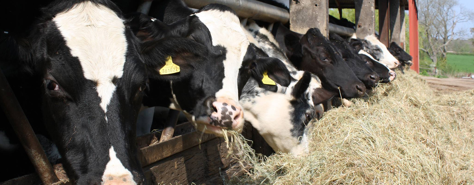 Our cows at Newdigate Farms Estate - Newdigate